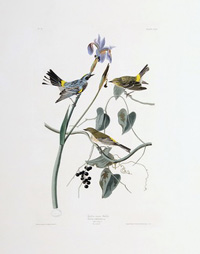 Yellow-crown Warbler 